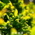 疗愈音律 - 平静心灵 (放松纯音乐)