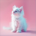 Noches De Gato Lofi: Melodías Tranquilas De Ronroneo