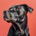 Música de spa para perros、Camino del agua、Paisajes sonoros del Pacífico - Paseo Sereno Para Perros En Ritmos Tranquilos