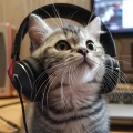 Música Oceánica Para Gatos: Sonidos Calmantes Y Reconfortantes