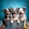 Musicoterapia para el cuidado de mascotas、Música para Mascotas、La red de música tranquila - Gestos Gentiles En El Juego De La Alegría