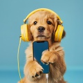 Mascotas relajarse、Mascotas、Hipnoterapia - Vals Susurrante De Los Bigotes