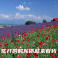 追梦 - 花开的时候你就来看我