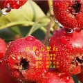 浪子天涯 - 又见山里红