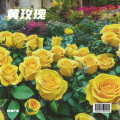 mars - 黄玫瑰