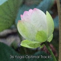 Yoga - Gathering Mindfulness