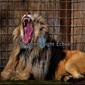37 Snoozing Night Echoes
