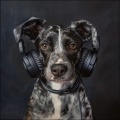 Relajación Con Truenos Para Mascotas: Suaves Sonidos De Tormenta Para Animales
