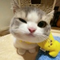 Bảo Hân - giấc mơ thần tiên
