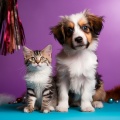 Melodías Para Mascotas: Sonidos Armoniosos Para Amigos Animales