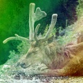 62 Truly Tranquil Sound