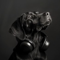 Radio de música para perros、Reserva de Sonidos Naturales、Gnees primeras ondas - Huellas De Patas Relajadas