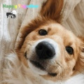Happy Together