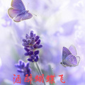 追梦 - 酒醉蝴蝶飞