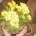 Marai - Flores Amarillas