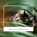 夏夜（Summer Night）