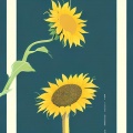 Sxhla. - sunflower feelings