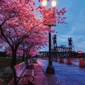 Indragersn - Someday the Cherry Blossom Will Fall