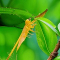 Biodiversity