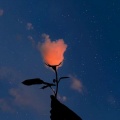 苏小柚 - 错过花开错过叶落