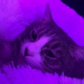 Florian - catland