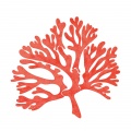Allan Snowden - Coral