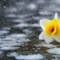 荷花戴雨 - 香雪迟