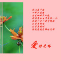 我心悠悠 - 你来与不来我都在等你
