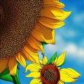 超级桂花糕 - Sunflower (指弹吉他版)