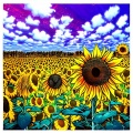 薛易 - Sunflower Feelings (纯音乐)