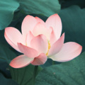 养心佛乐 - 大悲咒  消灾免难，累积福报，保佑平安