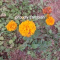 proudly zambian