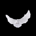 dove