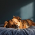 Sonidos Tranquilos De Criaturas: Música Relajante Para Mascotas
