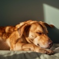 Música para mascotas Mundo、Especialistas en Música para Mascotas、Música ambiental relajante - Ecos Suaves De Mascotas
