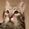 blahaj - Meow