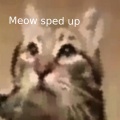 blahaj - Meow