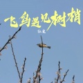 飞鸟遇见树梢