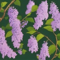 洪孝敬 - 丁香花