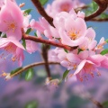 董丽华 - 醉美三月桃花开