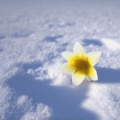 齐可夫 - 冬の花