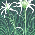 百合 - 哭泣的百合花