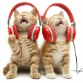 Cat Harmonics Lofi: Soothing Sounds for Feline Ears