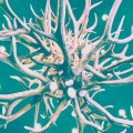 DIYR - Fascia