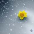 AI可莉 - 冬の花