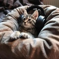 Calming Music for Cats、Sounds Of Calm、Blissful Cats - Soft Purring Melody