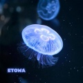 EToWA - 解像度