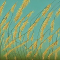 【深海藏蓝】<深蓝> - 狗尾草