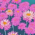 君宝、若离 - 菊花爆满山