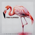 Pink flamingo